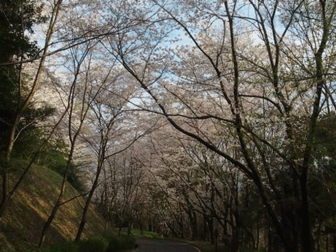 P4020015.gif