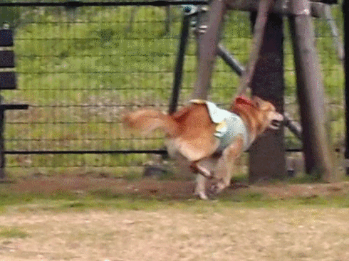 P4120002.gif